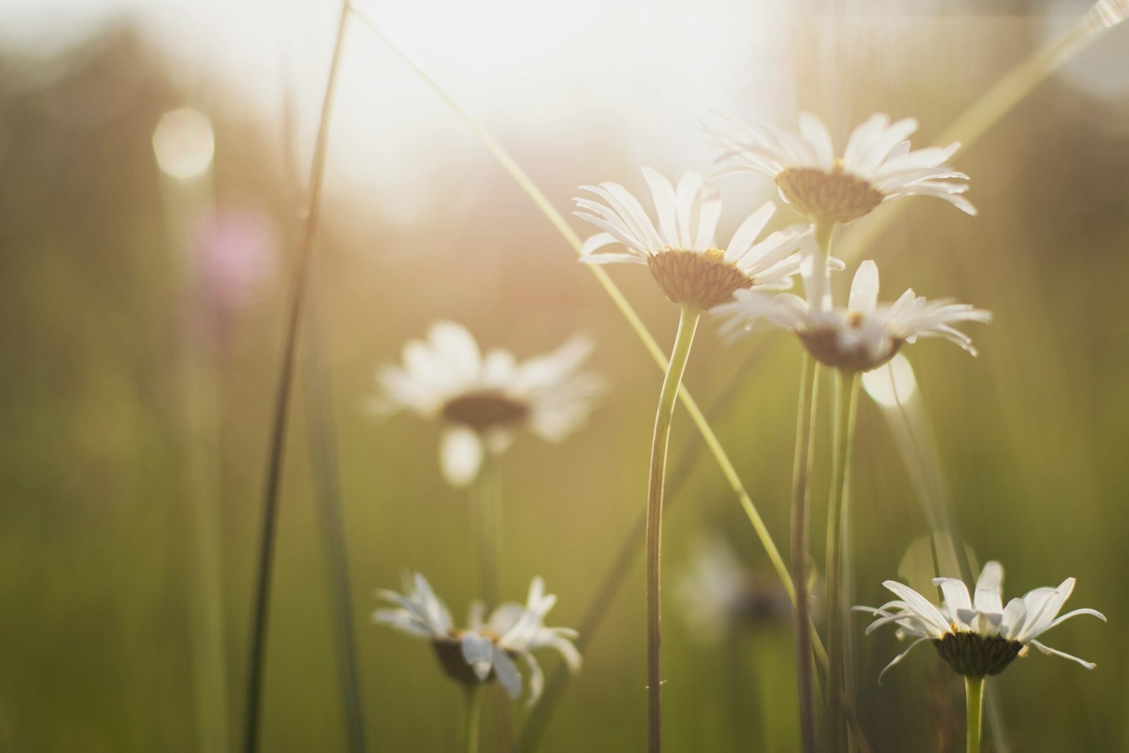 Daisies