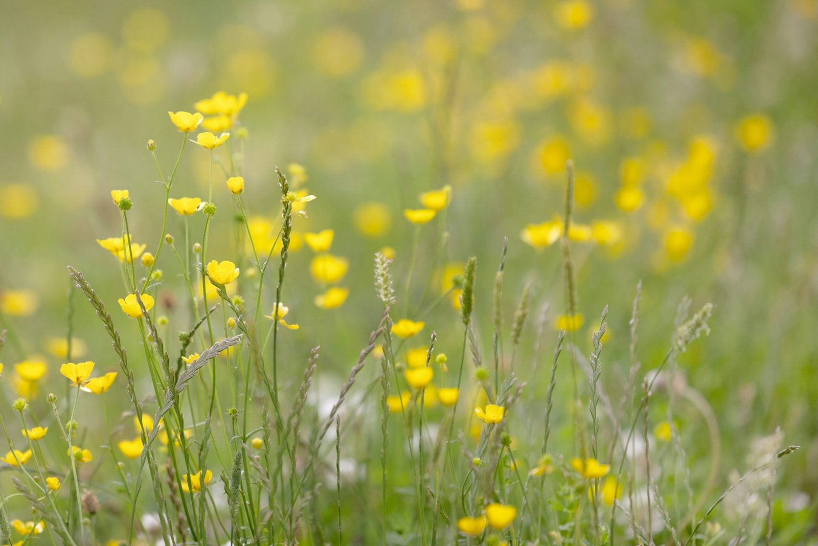 A meadow of buttercups